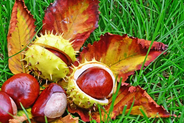 Chestnuts in the grass — Stock Photo, Image