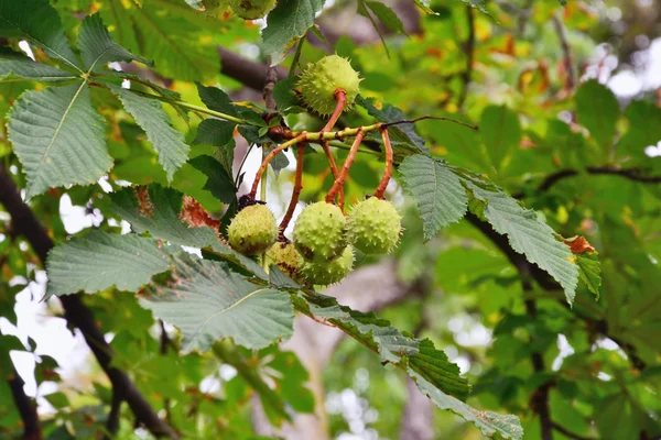 Gałęzi drzewa kasztanowca z conkers. — Zdjęcie stockowe