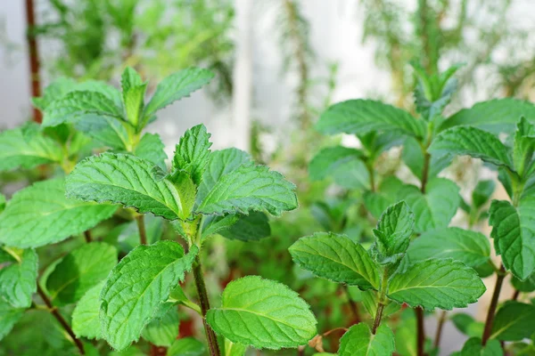 Máta (Mentha spicata) — Stock fotografie