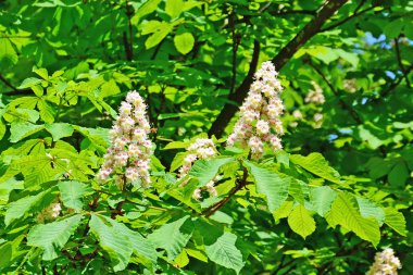 At kestanesi çiçek.