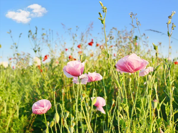 Campo de flores de amapola rojo brillante en verano — Foto de Stock