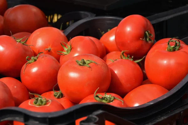 Tomates frescos no mercado dos agricultores — Fotografia de Stock