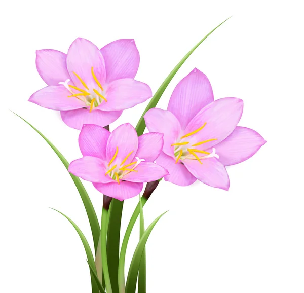 Pink rain lily (Zephyranthes rosea) flower isolated — Stock Photo, Image