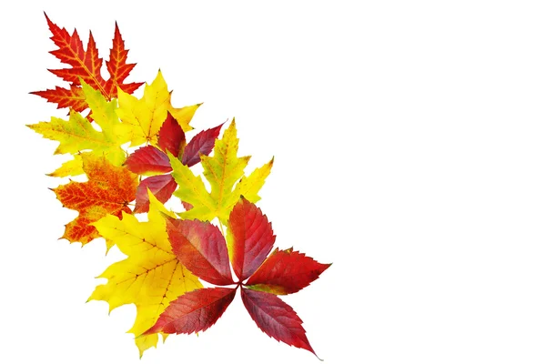 Podzimní listy izolované na bílém — Stock fotografie