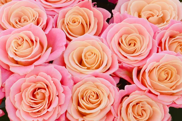 분홍빛 장미 배경 — 스톡 사진