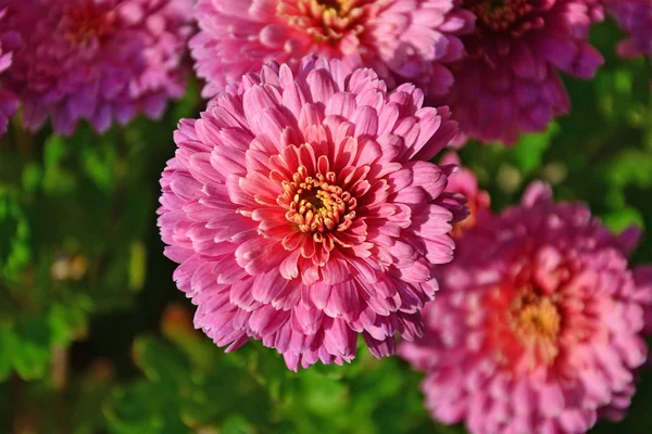 Roze chrysant bloem close-up — Stockfoto