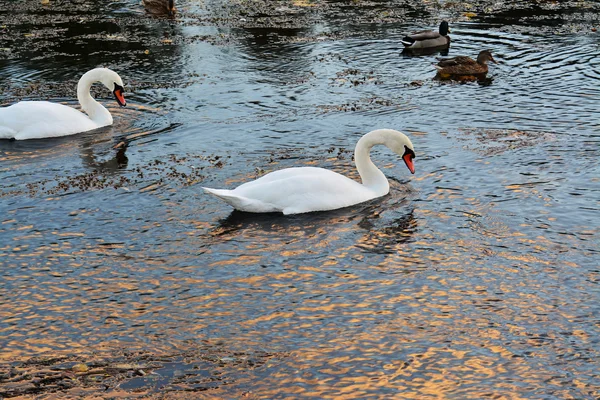 White mute swan (Cygnus olor) on the river — Stock Photo, Image