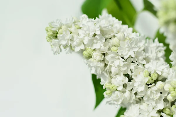 Witte Lila bloem close-up — Stockfoto