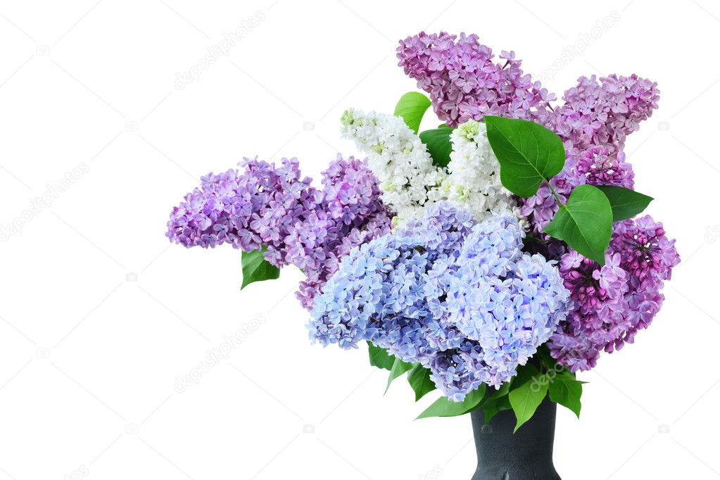 Lilac flower bouquet several colors in vase isolated - Syringa vulgaris