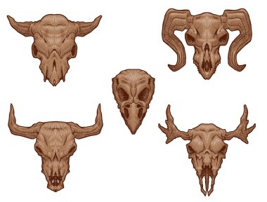 Set of drawing animal's skulls
