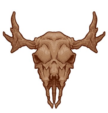 Çizim hayvanın kafatası, geyik