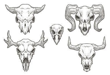 Set of Drawing animal's skulls