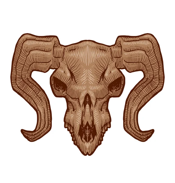 Малювання черепа тварини, вівці — стоковий вектор