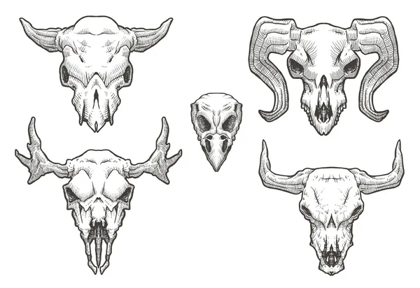 Conjunto de calaveras de animales de dibujo — Archivo Imágenes Vectoriales