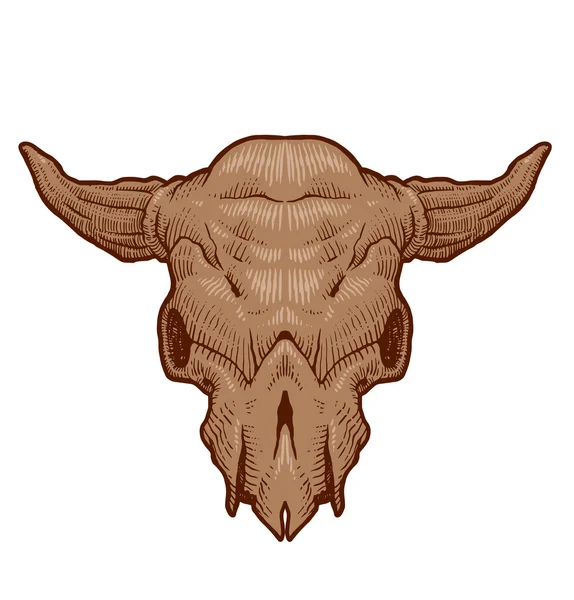 Drawing animal's skull, cow — Stock Vector