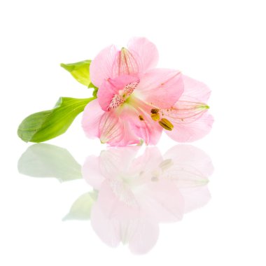 Beyaz arkaplanda izole edilmiş pembe çiçekler