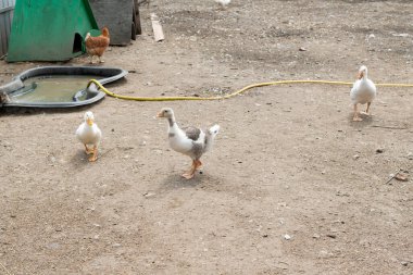  Gosling bir çiftlikte yürüyor..