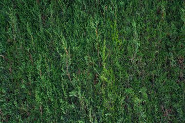 Yeşil çimen dokusu. Doğal çit..