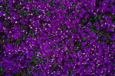 Mor çiçeklerden bir duvar. Doku yakın çekim.