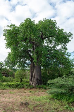 Çalılıklarda Baobab Ağacı Tanzanya