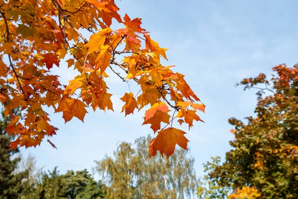 Red and Orange Autumn Leaves Background — Stock Photo, Image