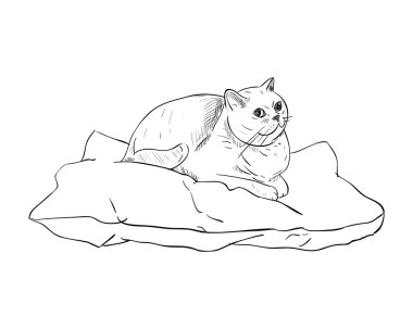 kedi yastık üzerinde taslağını