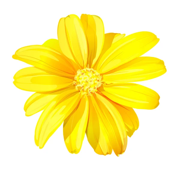 Schöne gelbe Blume — Stockvektor