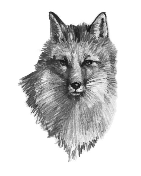 Handgezeichneter Fuchs — Stockvektor