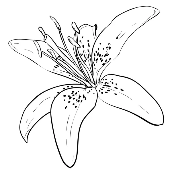 꽃의 윤곽 스케치 — 스톡 벡터