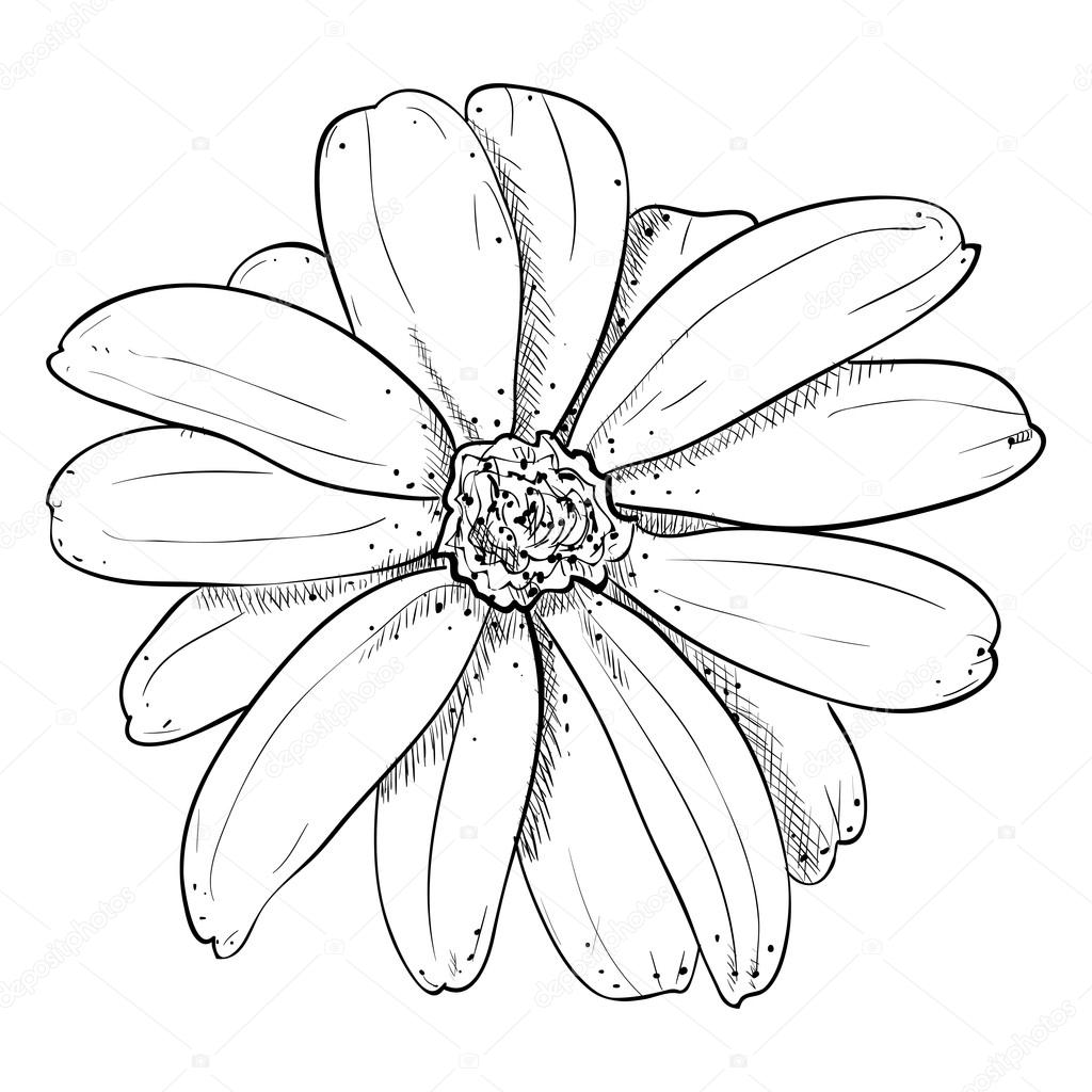 Outline sketch of flower Stock Illustration by ©BeatWalk #63963087