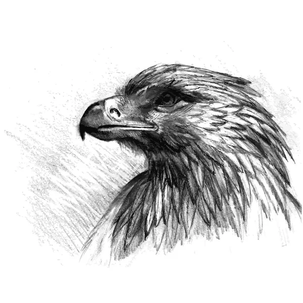 Skizze des Adlerkopfes — Stockvektor