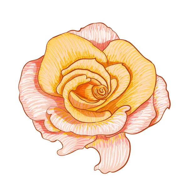 Ψηφιακή ζωγραφική του ροδαλό λουλούδι — Διανυσματικό Αρχείο