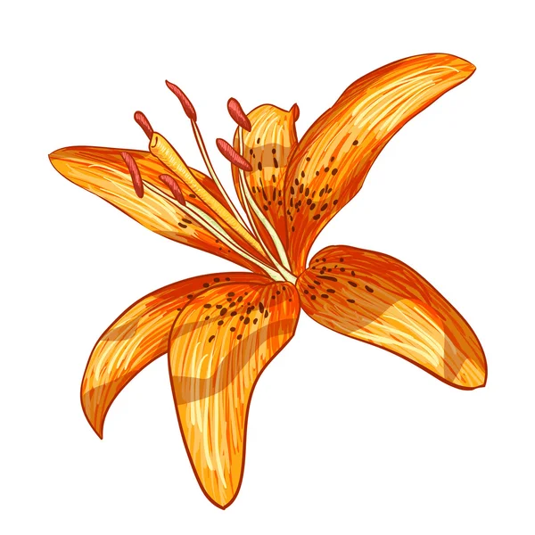 Peinture numérique de fleur de lys — Image vectorielle