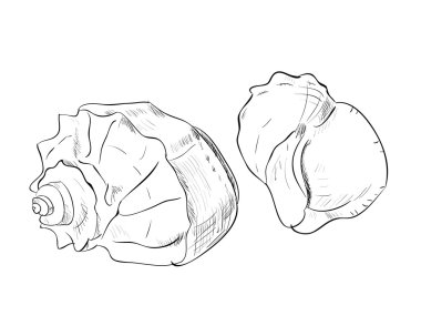 tropikal kabukları taslağını