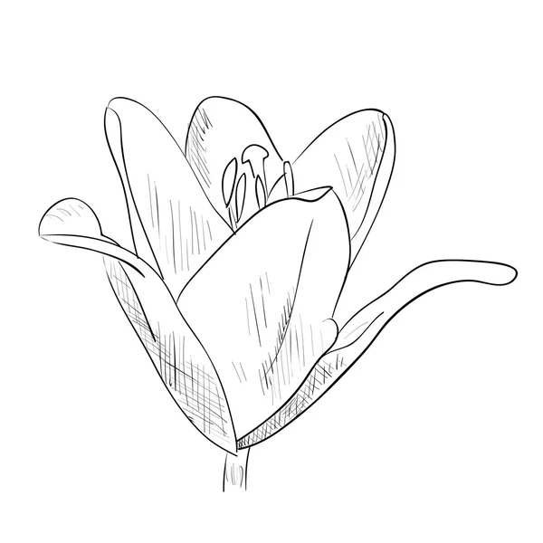 Boceto de flor de primavera — Archivo Imágenes Vectoriales