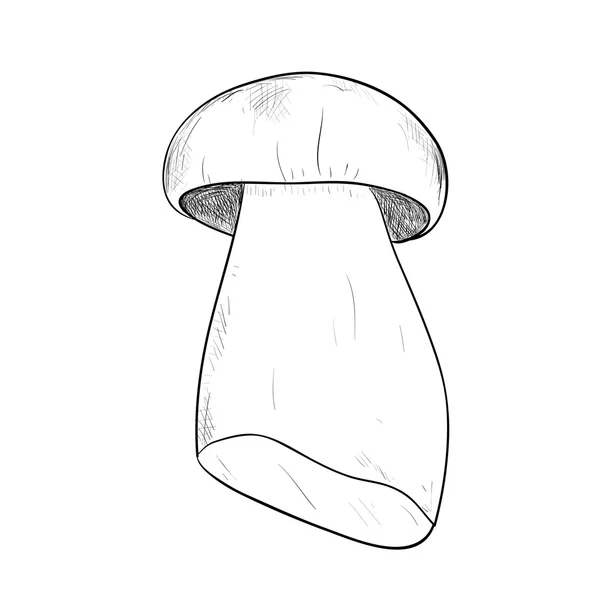 草绘的秋天蘑菇 — 图库矢量图片