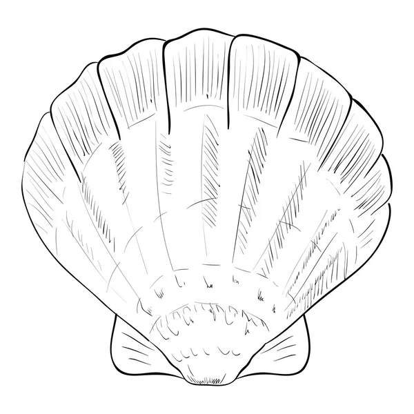 Sketch of fan shell — Stock Vector