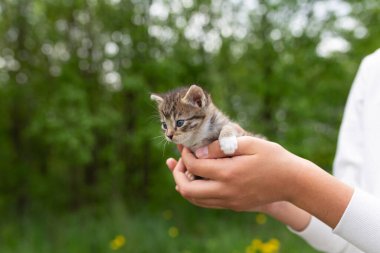 Yeşil çimenlerin üzerinde insanların elinde küçük kedicikler.