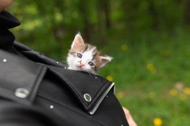 Yeşil çimenlerin üzerinde insanların elinde küçük kedicikler.