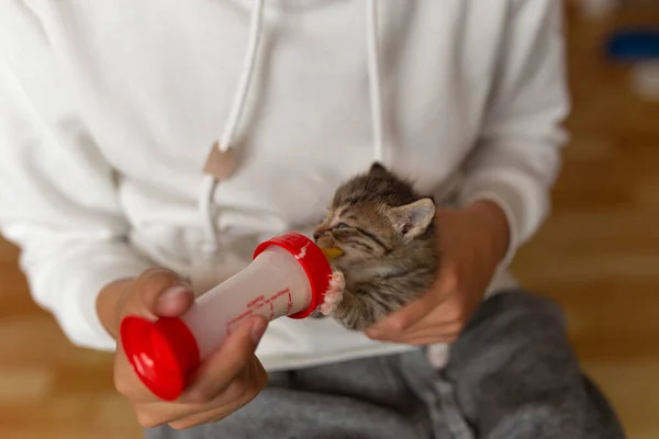 给小猫喂食的瓶子 瓶子用牛奶喂小猫 猫在人们的怀里 — 图库照片