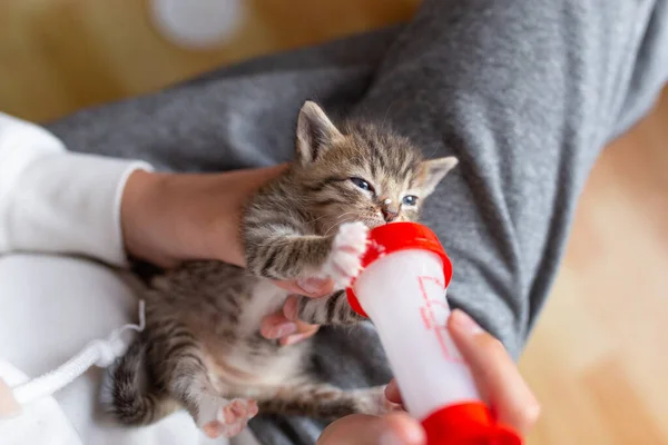 给小猫喂食的瓶子 瓶子用牛奶喂小猫 猫在人们的怀里 — 图库照片