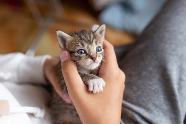 Bottle feeding a small kitten. Bottle feeding kittens with milk. Kittens in people\'s arms.