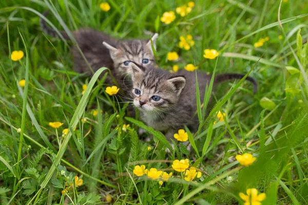 小猫咪在绿草的背景上 — 图库照片