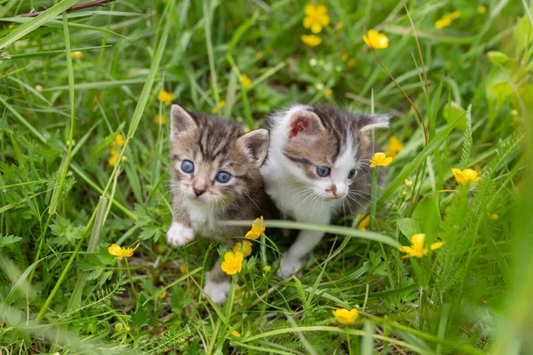 小猫咪在绿草的背景上 — 图库照片