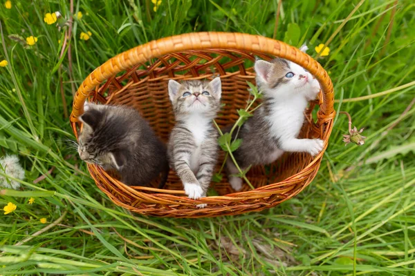 Malá Koťátka Pozadí Zelené Trávy — Stock fotografie