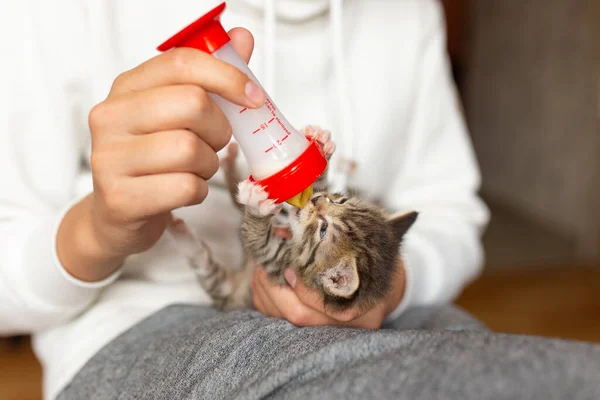 给小猫喂食的瓶子 瓶子用牛奶喂小猫 猫在人们的怀里 图库照片