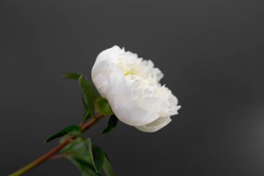 Koyu arkaplanda bir şakayık çiçeği