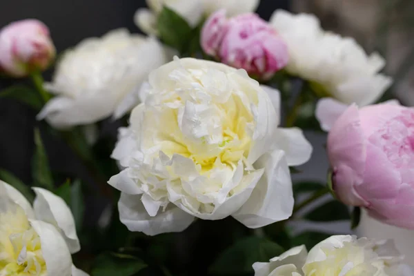 Verse Pioenrozen Geopende Knoppen Snijbloemen — Stockfoto