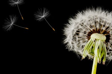 Karahindiba tohum başına siyah bir arka plan