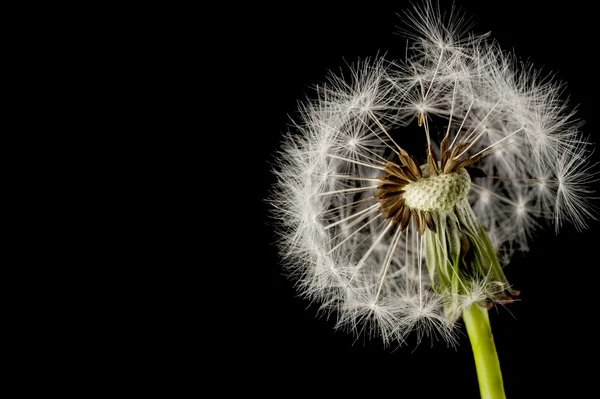 Karahindiba tohum başına siyah bir arka plan